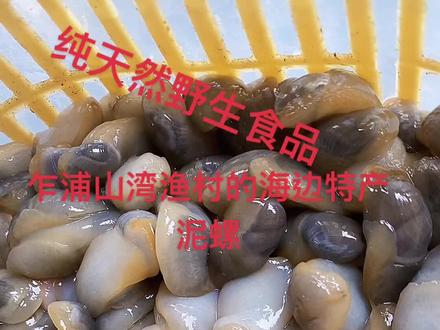 自己动手拾泥螺
腌制,爆炒都是味道杠杠滴
#味道好极了你们想吃吗