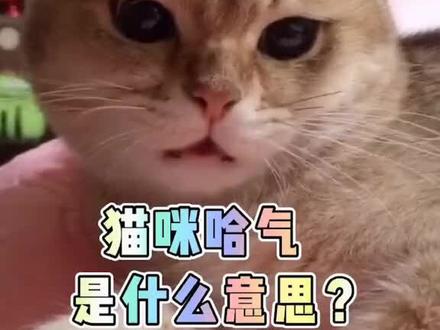 猫咪"哈气"是在表达什么意思?#猫 #萌宠出道计划 #宠物 @抖音小助手 @DOU+小助手