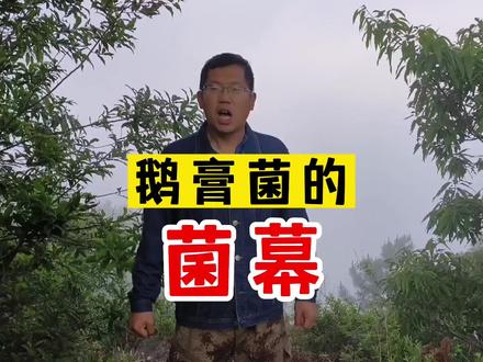 鹅膏菌的菌幕(最毒蘑菇类群) #毒蘑菇 #野生菌 #野蘑菇 #采蘑菇 #牛肝菌