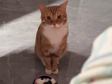 🀄️挑战哄睡神曲之《外婆桥》 #记录猫咪日常 #哄睡