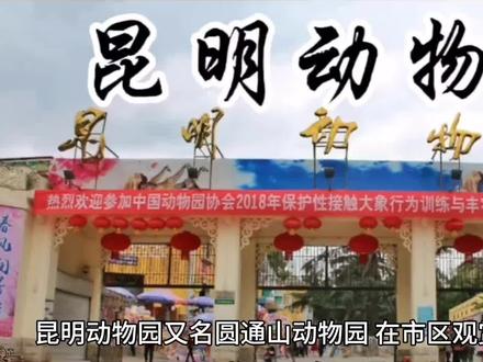 打卡昆明市圆通山动物园,这里不错的哟