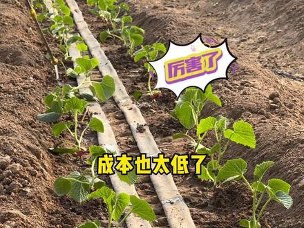 赤霉酸生根快、缓苗快、苗期生根不二之选😃#农业种植 #现代农业 #蔬菜种植 #种植技术 #生根壮苗