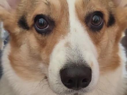 #豆汁 谁家狗子喝豆汁啊?一看就是#北京狗
#柯基 #家有馋狗 #谁懂啊真的好可爱