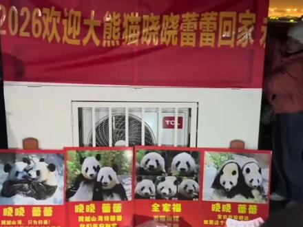 大熊猫“晓晓”“蕾蕾”到家了:入住雅安基地,已接受隔离检疫