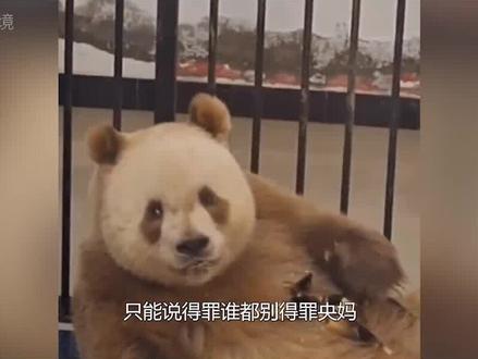 央视再次曝光七仔黑料,熊设这下彻底崩塌,以后国宝界没法混了!#大熊猫 #国宝 #七仔 #央视