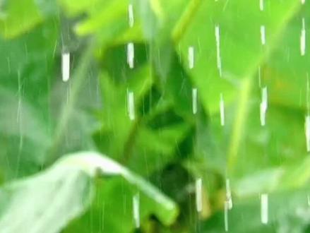 云南将全面进入雨季 受冷空气和西南暖湿气流共同影响,预计5月27日夜间至29日,我省中东部、南部将出现较强降雨天气过程,并伴有雷电、短时强降水,局地大风、冰雹等强对流天气。伴随此次降雨过程,我省将全面进入雨季。
此次天气过程期间,昭通市、曲靖市、昆明市、玉溪市北部、楚雄州北部、丽江市东部、文山州、红河州北部和南部、普洱市东部、西双版纳州将有中到大雨局部暴雨、大暴雨,过程累计雨量为30~50毫米,局地60~80毫米;曲靖市宣威市、罗平县,文山州马关县,红河州河口县、金平县、绿春县累计雨量可达100~120毫米。
来源:云南日报
#我要上热门🔥 #雨季 #防汛#云南 #暴雨
