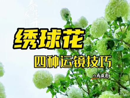 绣球花的四种拍摄技巧#拍花技巧 #手机摄影
