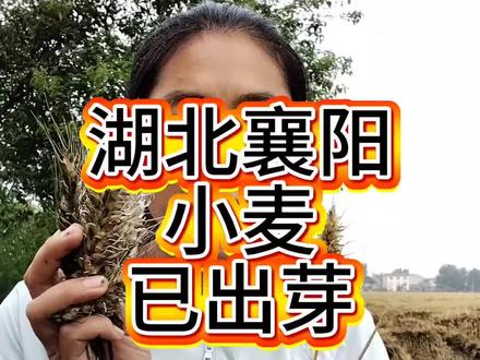 湖北是今年大暴雨的集中地,麦熟时节却只能眼看着出芽,心里五味杂陈!#三农