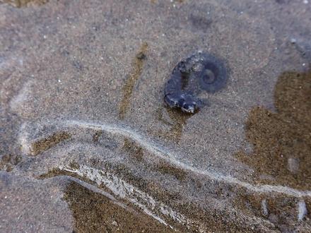 纹铭赶海:退潮后发现搁浅的海马,太可爱了,还发现了个蛏子王,结果被呲了一身的水。#赶海