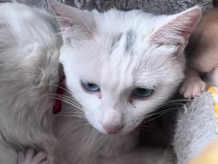 对猫崽哈气母猫会怎么样#萌宠 #哈气#小猫