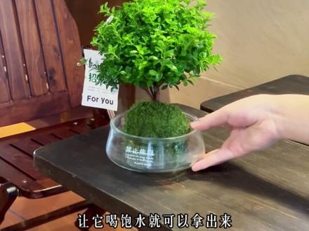 🍃小叶子,却很精神 #小叶赤楠 #小森林 #植物养护 #绿植盆栽 #室内植物