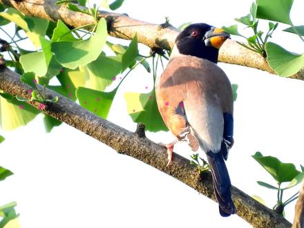 银杏树上的黑尾蜡嘴雀,好漂亮哟,叫声也很好听