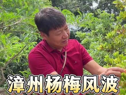 现场来看看漳州杨梅风波之下的现况! 万亩杨梅滞销果农何去何从?今天跟着本地果农@杨梅红 一起来看看!#漳州杨梅 #浮宫杨梅 #记录真实生活 #助农 #家乡特产