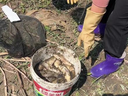 #捞鱼 蒲河大型捞鱼现场😂