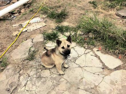 农村流浪动物的悲惨命运 #人间观察计划 汪汪队集体去了汪星 希望你们能忘记今天的痛苦….来生投到好人家🙏
我家不是专门收养狗狗的,每次有流浪狗过来觅食都会给它们吃的,日子久了它们就把这里当成了家,有人可能会问为什么不圈养好它们,可在村里这样的流浪狗实在太多了,没有条件真正做到救助站一样照顾它们。今天听说果园周围好几家的狗狗都是被投毒杀害,没有人在意它们是否应该付出这样沉重的代价,而救助它们的我们也陷入深深的自责与沉思😔没有能力照顾它们是否就不应该施舍,施舍过后它们会把这里当家,然后陷入循环…….#农村的狗子