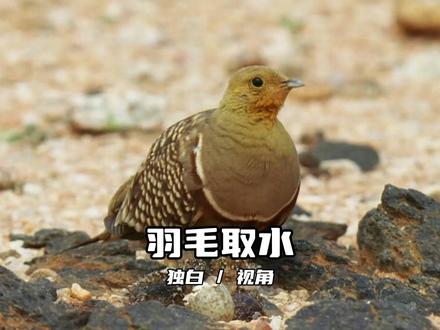 沙鸡用羽毛取水的智慧 #动物独白 #沙鸡 #动物视角