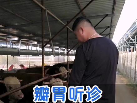 #自繁自养 #三农 #养殖 瓣胃听诊瓣胃阻塞诊断及治疗