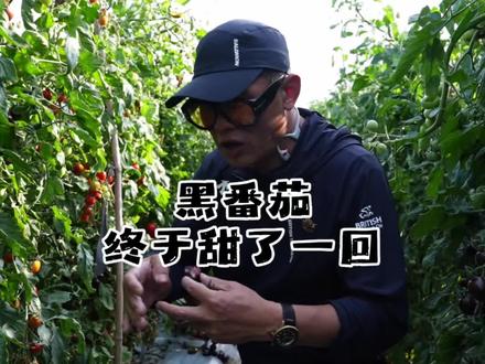 黑番茄 黑番茄一般的口感都不好#黑番茄#老董种地 #西红柿 #海南 #三农 #美食