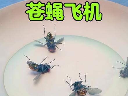 苍蝇也能用来做飞机?太好玩了 #涨知识 #脑洞大开 #科普