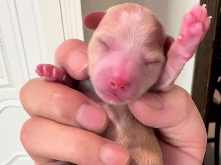 我家泰迪生产全过程#泰迪#狗狗生产记