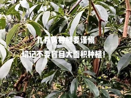 虽然我是卖九月黄种苗的,还是想给种植户提个醒,切记不要盲目大面积种植!!!