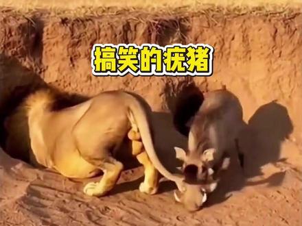 搞笑的疣猪戏耍狮子#动物世界