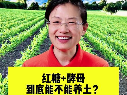 红糖+酵母 到底能不能养土? #红糖发酵 #酵母菌 #分享农业知识帮农民增产增收 #蔬菜种植 #土壤改良