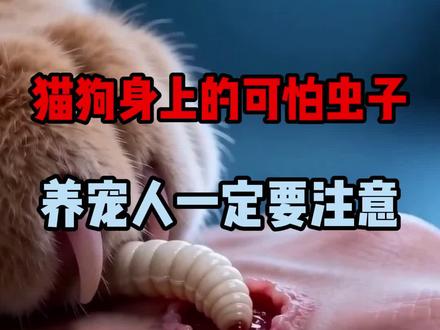 猫狗身上的可怕虫子,养宠人一定要注意❗️#宠物知识 #寄生虫#养猫经验分享#猫咪驱虫 #养猫新手指南