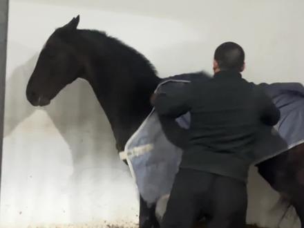 为什么要给跑的最快的马儿穿马衣呢?#行侠仗义 #速度赛马 #纯血马