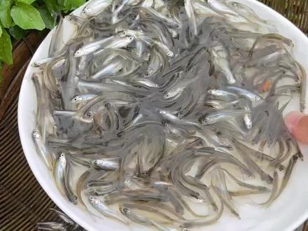 翘嘴鱼苗,学名翘嘴红鲌,各地河流湖泊都有分布,以捕食各种小杂鱼虾类为食,一年生长1斤多,最大能长20多斤,一米多长。#三农 #户外 #野钓 #农村生活 #户外捕鱼