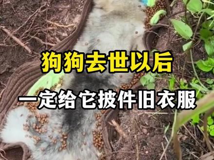 狗狗去世以后一定要给它披上一件你的旧衣服#养狗人 #狗狗 #养狗经验分享 #科学养宠