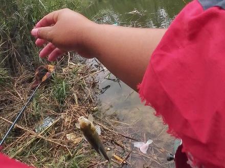 2026战鲫篇 第21集:水库行⑥ 小鱼闹到没朋友......#水库 #钓鱼 #冬天钓鱼 #大板鲫