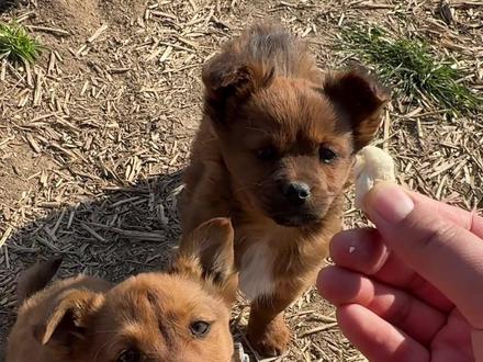 如何摸狗,能让它爱上你?摸头么?No! 训狗亲密度训练实践,解决狗不亲人#训犬 #狗 #狗狗的日常 #新手养狗