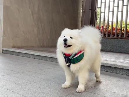 狗狗的五种叫声都代表什么意思 #宠物 #狗狗#养狗经验分享