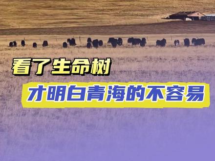 #看了生命树才明白青海的不容易 如果你曾来过青海 那么你会懂得生命树的意义 #青海#生命树
