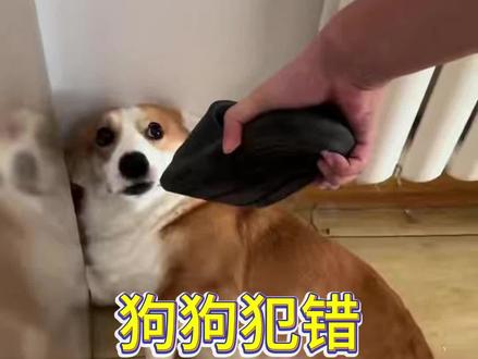 狗狗犯错,狗界脏话搞定它#养狗经验分享 #宠物知识 #养狗小知识 #养狗日常