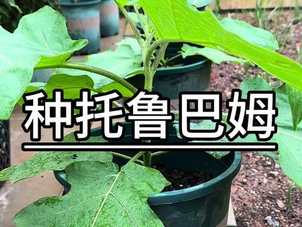 在野外拔了几棵托鲁巴姆苗,这是嫁接茄子的宝贝,你见过了吗?#托鲁巴姆砧木 #嫁接茄子 #种菜小技巧