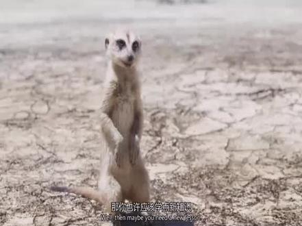 #电影剪辑 #宅家看电影 满满的回忆啊,哈库呐 玛塔塔#上热门
