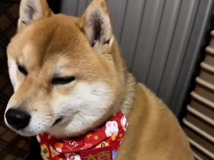 狗狗犯错,正确教育他才管用!#养狗经验分享 #新手养狗 #科学养宠攻略