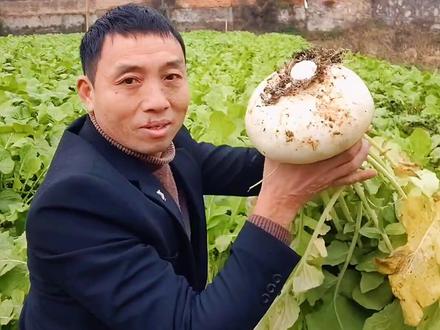江西吉安永丰特色蔬菜扁罗卜,盘菜 ,可以炖,炒,凉拌,你们吃了吗?#优质农产品 #2021新农人计划 #乡村振兴 #我的乡村生活
