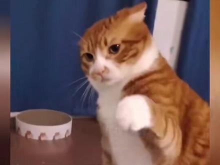 想不想知道猫的反应速度究竟有多快? 据说人类的小把戏,在猫的眼里都是慢动作