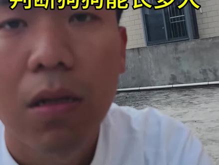 预测狗狗成年体型来了,这一期依旧是评点上一期狗狗的体型包括问题的。#中华田园犬 #土狗 #狗狗 #狗狗体型