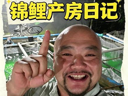 深夜产籽,顺利的话这就是收官之夜了 #锦鲤水花 #养出中国好锦鲤 #水族爱好者