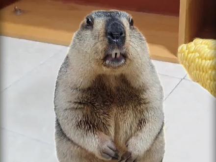 养一只表情包里的土拨鼠是什么体验,和你想象的一样吗?#奇妙的动物 #宠物 #土拨鼠 #可爱 #萌宠