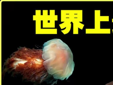 世界上最致命的8种剧毒水母(1)#剧毒水母