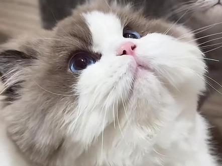 长毛猫剪圆头 也是让俺咪体验上了
#长毛猫 #猫咪的不服全写在脸上 #搞笑 #长毛银渐层 #金吉拉