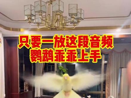 这段音频一放,再倔强的鹦鹉也会乖乖上手 #鹦鹉 #鹦鹉小白 #鹦鹉鹦鹉萌萌哒逗鹦鹉 #鹦鹉日常