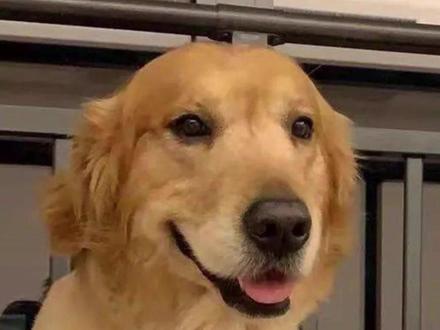 金毛前脚走路一瘸一拐#金毛 #狗狗腿瘸 #萌宠