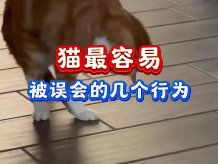 猫最容易被误会的几个行为#猫咪 #养猫#养猫经验分享