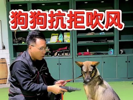 狗狗特别抗拒吹风机怎么办,如何给狗狗做脱敏训练。#萌宠 #宠物训练 #训犬 #狗狗